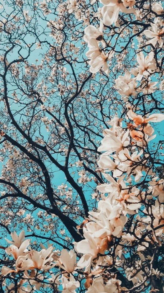 Fondos de Pantalla Árboles en Flor Primavera de Cerezo