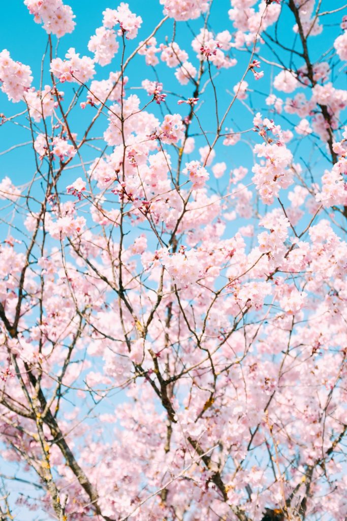 Fondos de Pantalla Árboles en Flor Primavera de Cerezo HD