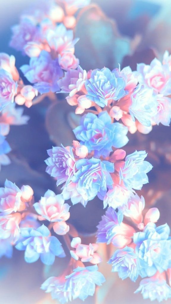 Fondos de Pantalla Árboles en Flor Primavera de Cerezo HD